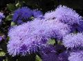 Floss Flower, Ageratum houstonianum lilac Photo