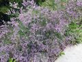 Garden Flowers Sea lavender, Limonium platyphyllum lilac Photo