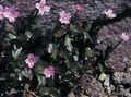 Garden Flowers Rosebay willowherb, Epilobium pink Photo