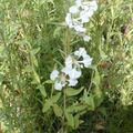 white  Clarkia, Garland Flower, Mountain Garland Photo and characteristics