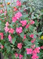 pink  Clarkia, Garland Flower, Mountain Garland Photo and characteristics