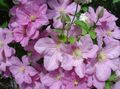 ვარდისფერი ყვავილების Clematis სურათი და მახასიათებლები