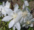 Garden Flowers Clematis white Photo