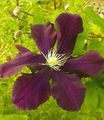 burgundy Flower Clematis Photo and characteristics