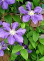 Garden Flowers Clematis lilac Photo