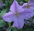 Gartenblumen Klematis, Clematis hellblau Foto