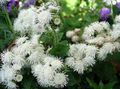  Floss Flower, Ageratum houstonianum white Photo