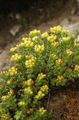 Gartenblumen Rhodiola, Rosenwurz, Sedum, Leedy Der Rosenwurz, Mauerpfeffer gelb Foto