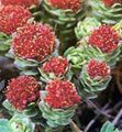 red Flower Rhodiola, Roseroot, Sedum, Leedy's Roseroot, Stonecrop Photo and characteristics