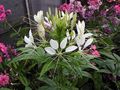 white  Spider Flower, Spider Legs, Grandfather's Whiskers Photo and characteristics