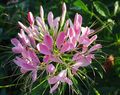 pink  Spider Flower, Spider Legs, Grandfather's Whiskers Photo and characteristics