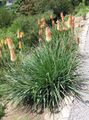 Garden Flowers Red hot poker, Torch Lily, Tritoma, Kniphofia orange Photo
