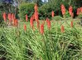rot Blume Red Hot Poker, Fackellilie, Tritoma Foto und Merkmale