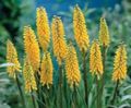 yellow Flower Red hot poker, Torch Lily, Tritoma Photo and characteristics