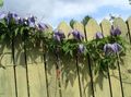 purple  Atragene, Small-flowered Clematis Photo and characteristics