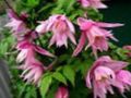  Atragene, Small-flowered Clematis pink Photo