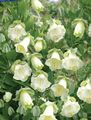 Garden Flowers Cathedral Bells, Cup and saucer plant, Cup and saucer vine, Cobaea scandens white Photo