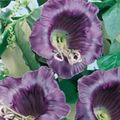 Garden Flowers Cathedral Bells, Cup and saucer plant, Cup and saucer vine, Cobaea scandens purple Photo