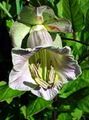 Garden Flowers Cathedral Bells, Cup and saucer plant, Cup and saucer vine, Cobaea scandens lilac Photo