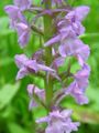 Garden Flowers Fragrant Orchid, Mosquito Gymnadenia lilac Photo