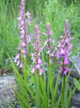 pink Flower Fragrant Orchid, Mosquito Gymnadenia Photo and characteristics