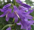 Garden Flowers Adenophora, Lady Bells lilac Photo