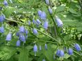 hellblau Blume Adenophora, Dame Glocken Foto und Merkmale