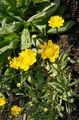 Garden Flowers Yellow Daisy, Chrysanthemum multicaule, Coleostephus myconis yellow Photo