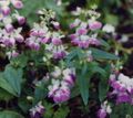 Garden Flowers Blue-Eyed Mary, Chinese Houses, Collinsia pink Photo