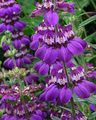 Garden Flowers Blue-Eyed Mary, Chinese Houses, Collinsia purple Photo