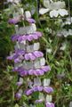 Garden Flowers Blue-Eyed Mary, Chinese Houses, Collinsia lilac Photo