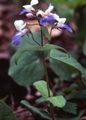 světle modrá Květina Blue-Eyed Mary, Čínské Domy fotografie a charakteristiky