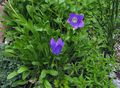 blár Blóm Campanula, Italian Bellflower mynd og einkenni