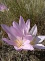 pink Flower False Autumn Crocus, Showy Colchicum, Naked Ladies, Meadow Saffron Photo and characteristics