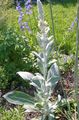 yellow Flower Ornamental Mullein, Verbascum Photo and characteristics