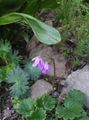 lilas Fleur Cortusa, Cloches Alpines Photo et les caractéristiques