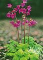 pink Flower Cortusa, Alpine Bells Photo and characteristics