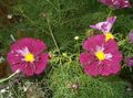 burgundy Flower Cosmos Photo and characteristics