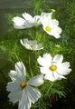 white Flower Cosmos Photo and characteristics