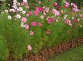 Flores do Jardim Cosmos rosa foto