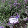 Garden Flowers Cat mint, Nepeta purple Photo
