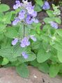 lilac Flower Cat mint Photo and characteristics