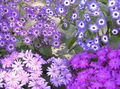 flieder  Cineraria Blumengeschäft Foto und Merkmale
