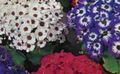 white Flower Florist's Cineraria Photo and characteristics