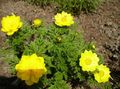 jaune Fleur Adonis Sibirica Photo et les caractéristiques
