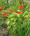 Ogrodowe Kwiaty Crocosmia czerwony zdjęcie