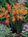 orange Flower Crocosmia Photo and characteristics
