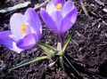 lilac Flower Early Crocus, Tommasini's Crocus, Snow Crocus, Tommies Photo and characteristics