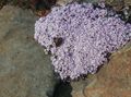 lilac Flower Stonecress, Aethionema Photo and characteristics