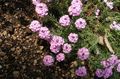 Garden Flowers Stonecress, Aethionema pink Photo